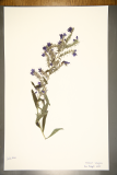 Echium vulgare RCPGdnHerbarium (23).JPG